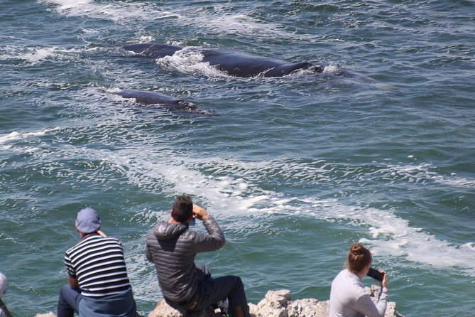 Whale Watching Walking Tours (Land-Based) - From JUNE - Meeting and Pickup