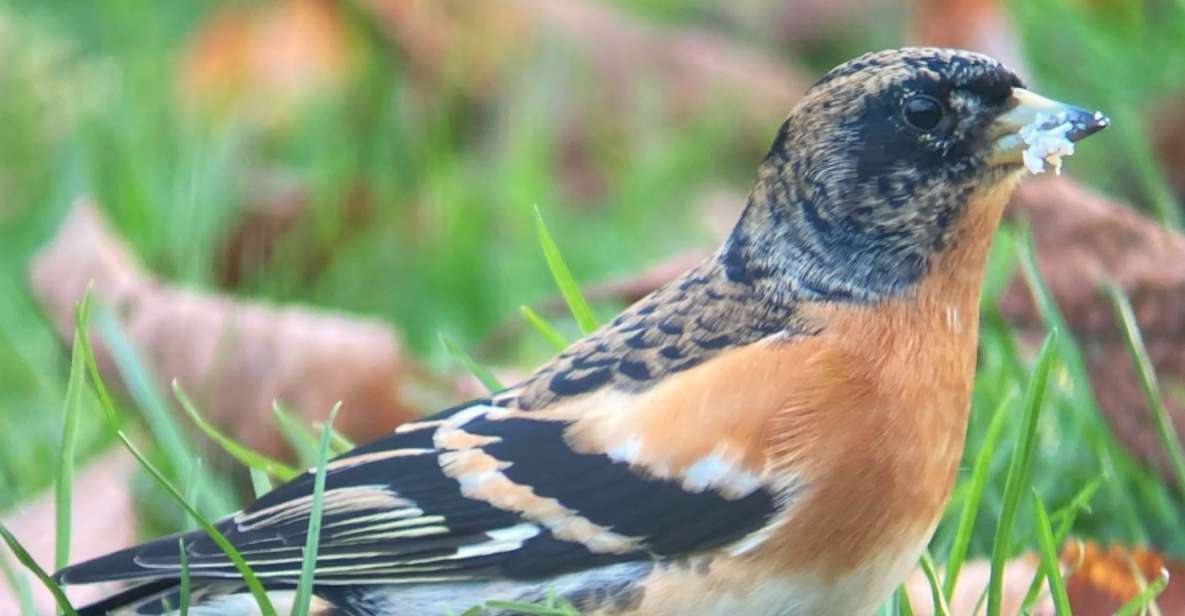 Wilder Skies - Somerset Nature Tours - Guided Walks for Location Enthusiasts