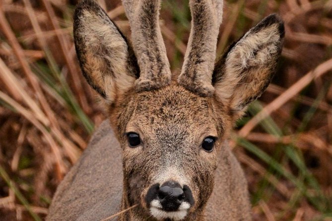 Wildlife Watching Safari by Vehicle & Walks / Photography Workshops With a Guide - Accessibility