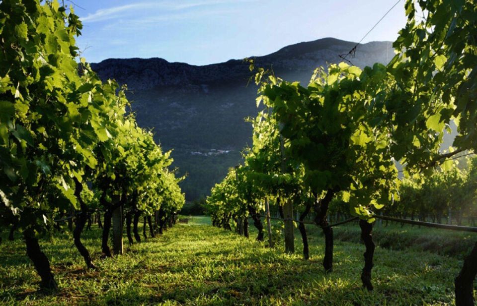 Wine Tasting on Peninsula PelješAc Wine Tour From Dubrovnik - Itinerary Highlights