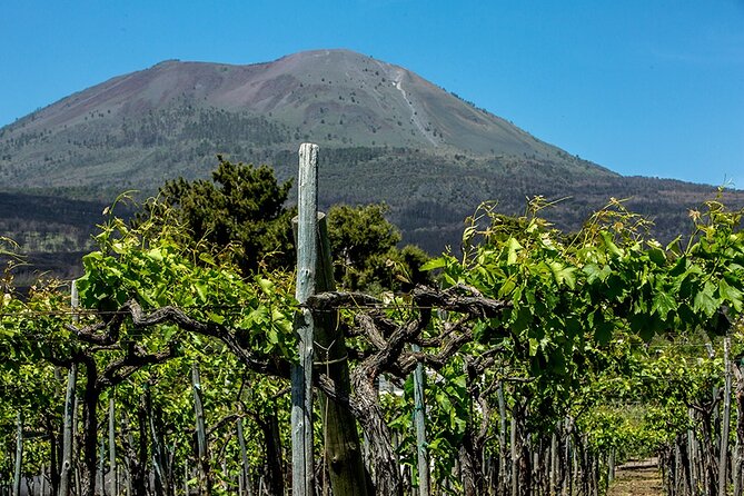 Wine Tasting on the Slopes of Vesuvius From Naples With Lunch - Inclusions and Highlights