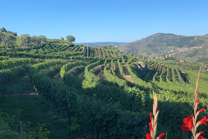 Winery Tour and Wine Tasting at Quinta Da Portela De Baixo in Lamego - Indulge in Port Wine