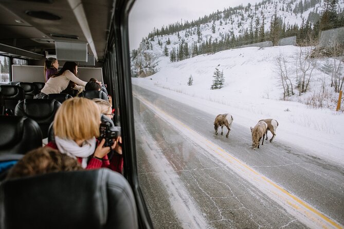 Winter Wildlife Discovery Tour - Maligne Valley Exploration