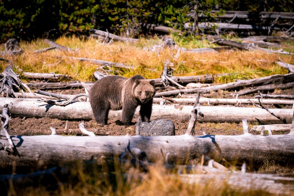 Wyoming: Grand Teton and Yellowstone Parks Audio Tour App - Experience Highlights