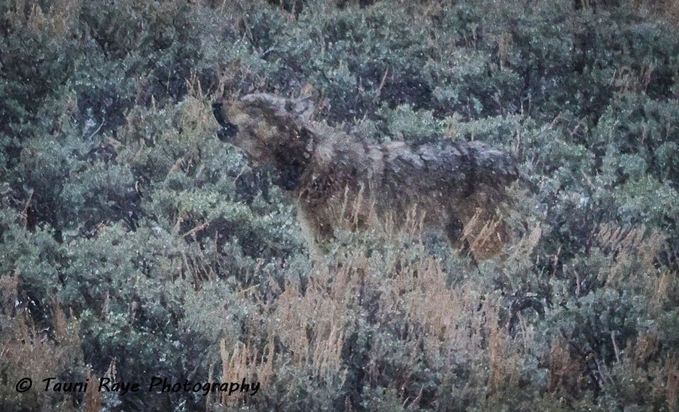 Yellowstone: Full-Day Private Guided Tour by Car With Lunch - Accessibility and Tour Type