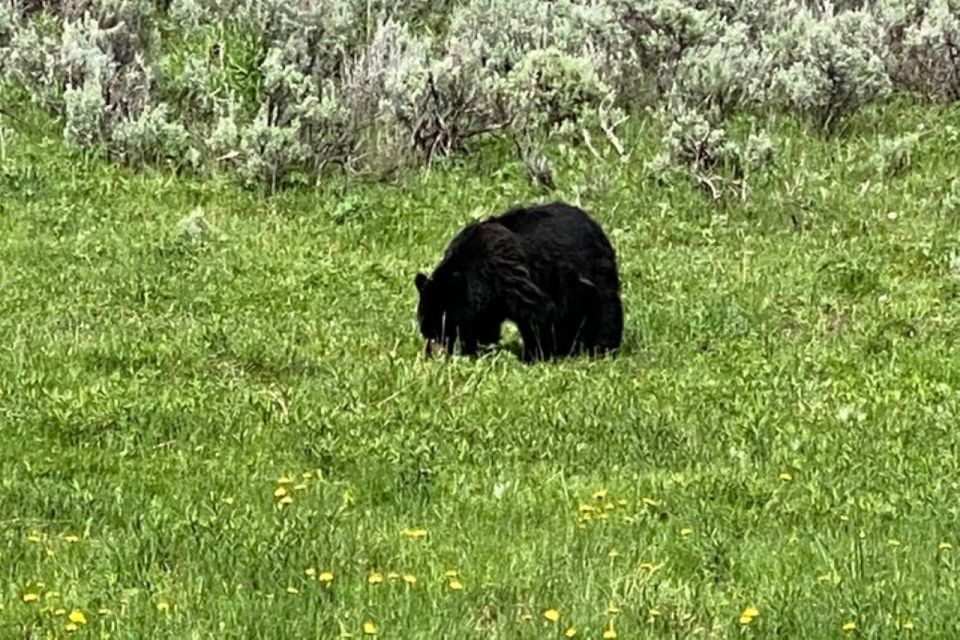 Yellowstone, MT: Lower Loop Private Tour - Pickup and Dropoff