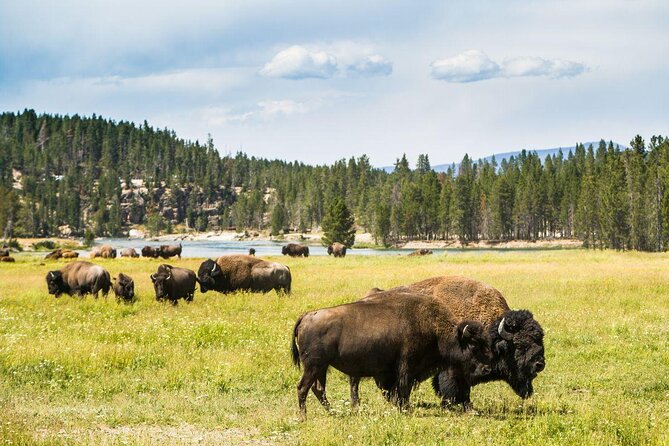 Yellowstone National Park - Full-Day Lower Loop Tour From Jackson - Wildlife and Sightings