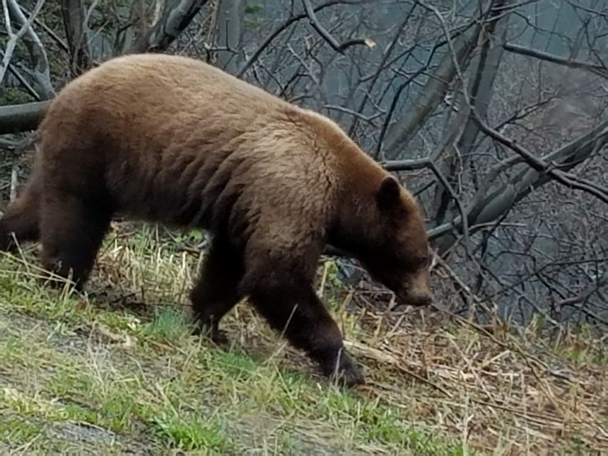 Yukon Dogs and Gold - Highlights