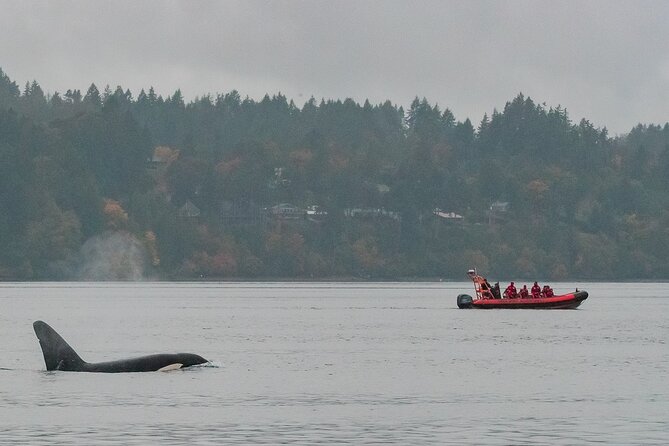 Zodiac Marine Wildlife Excursion From Victoria - Boat Features and Specifications