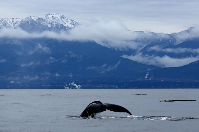 Zodiac Whale Watching Adventure From Victoria - Marine Wildlife