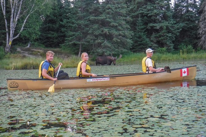 3 Day Algonquin Park Canoe Trip - Moose & Beaver Safari - Key Points