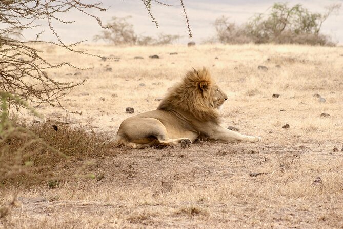 3 Days Tanzania Private Budget Safari to Serengeti & Ngorongoro - Key Points