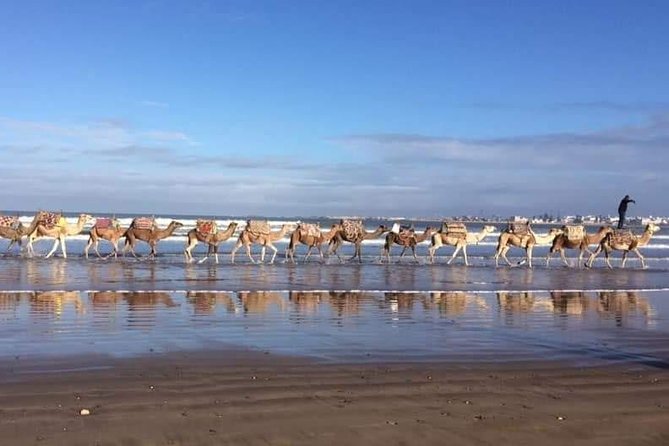 3-Hour Camel Ride at Sunset - Key Points