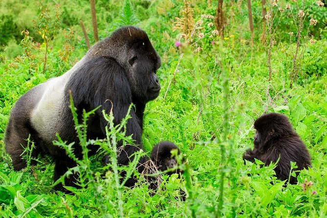 1 Day Gorilla Trekking Safari Tour - Tour Details