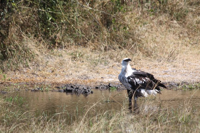 1 Day Safari to Akagera National Park - Spotting the Big Five