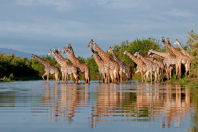 1 Day Tanzania - Selous Game Reserve Safari Tour - Meeting and Pickup Details