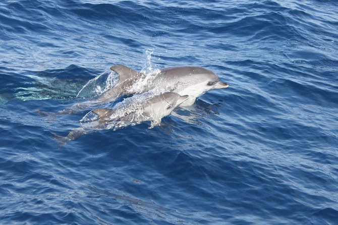 2.5-Hour Lanzarote Sunset Cruise From Marina Puerto Del Carmen - Volcanic Landscapes and Beaches