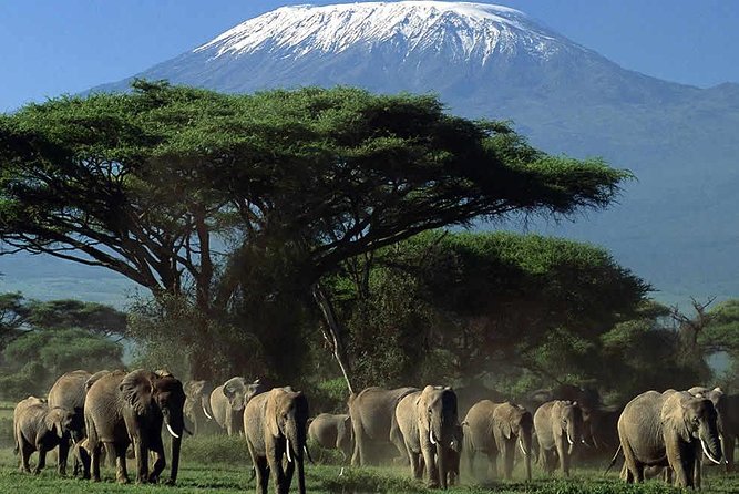 2-Day Amboseli National Park Safari- Daily Departures - Amboseli National Park Highlights