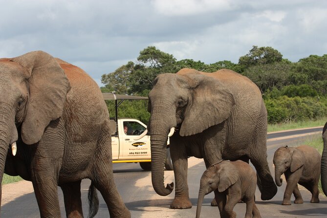 2-Day Safari Tour in Kruger National Park - Pickup and Meeting