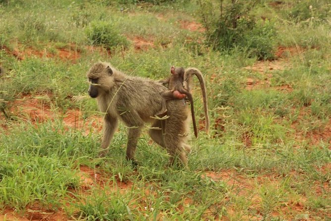 2 Days Safari Tsavo East - Transportation and Transfers