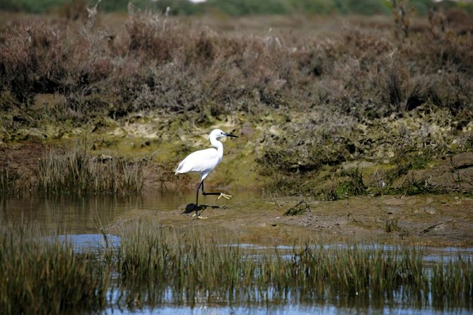 2-Hour Bird Watching Guided Boat Trip in Ria Formosa From Faro Algarve - Meeting Point and Check-in Details