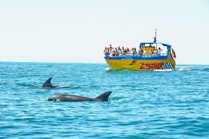 2 Hour Dolphin Watching Experience in Muscat - Meeting Point and Transportation