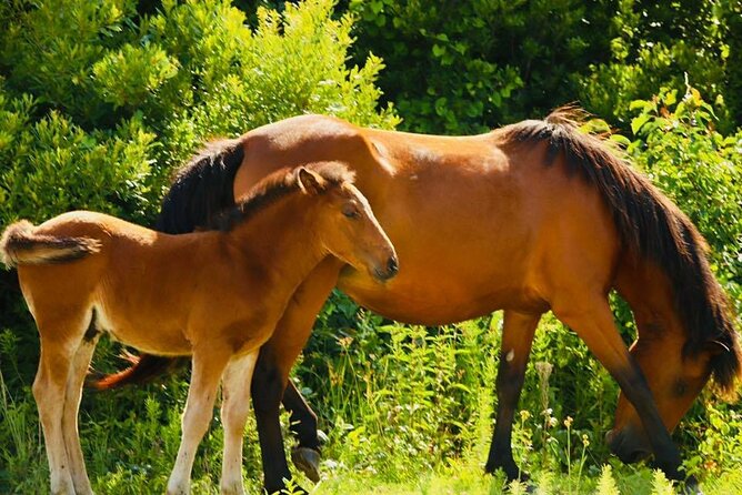 2-hour Outer Banks Wild Horse Tour by 4WD Truck - Reviews and Feedback