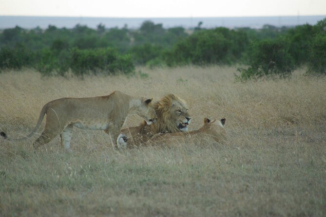 2 Nights 3 Days Masai Mara Safari Package - Traveler Information