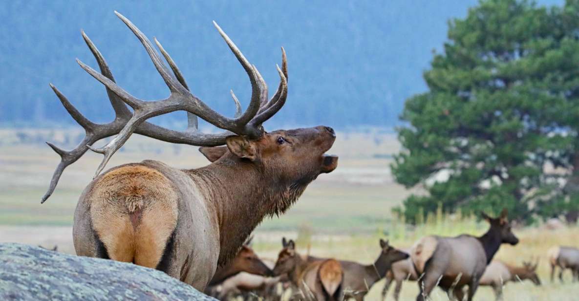 3/4 Day RMNP Mtn to Sky+Bear Lake Rd Tour-RMNPhotographer - Wildlife Sightings