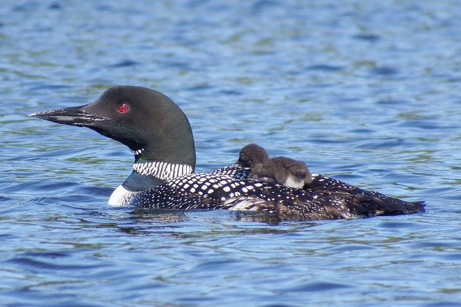 3 Day Algonquin Park Canoe Trip - Moose & Beaver Safari - Wildlife Observation Opportunities