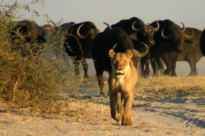 3-Day Chobe National Park Camping Safari From Victoria Falls - Pickup and Additional Info