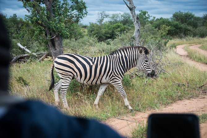 3 Day Lodge/Treehouse Kruger National Park Safari - Participation and Additional Info