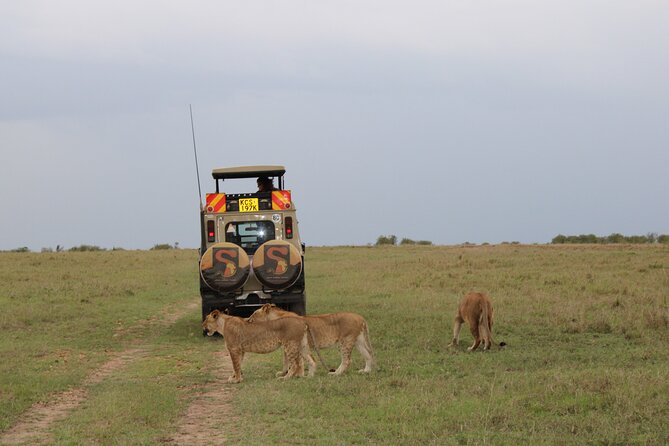 3-Day Maasai Mara Sharing Safari in a 4x4 Land Cruiser Jeep - Pickup and Departure