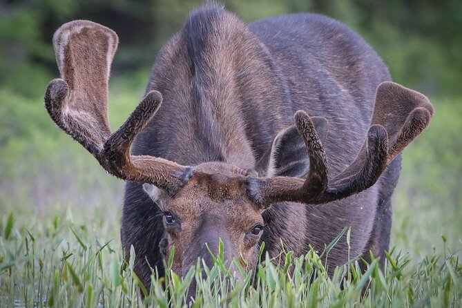 3 Day Moose Viewing Safari With Camping - Meeting Point and Pickup