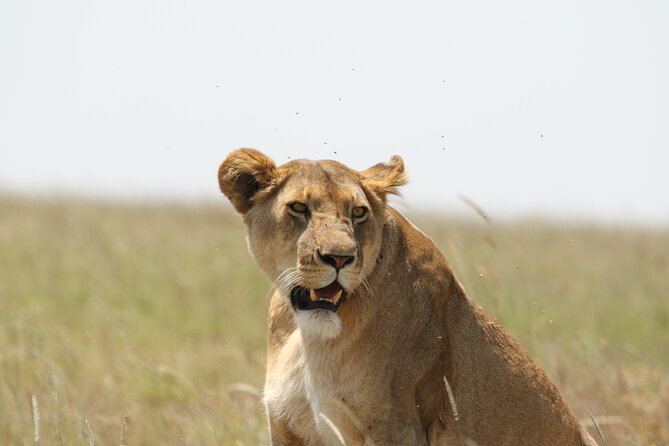 3-Day National Parks Safari From Arusha Including Tarangire - Included Meals and Tips