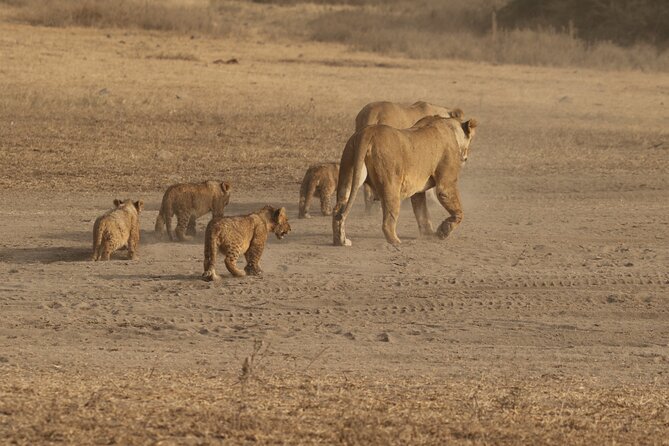 3-Day Small-Group Tanzania Safari Tour From Arusha - Wildlife Viewing