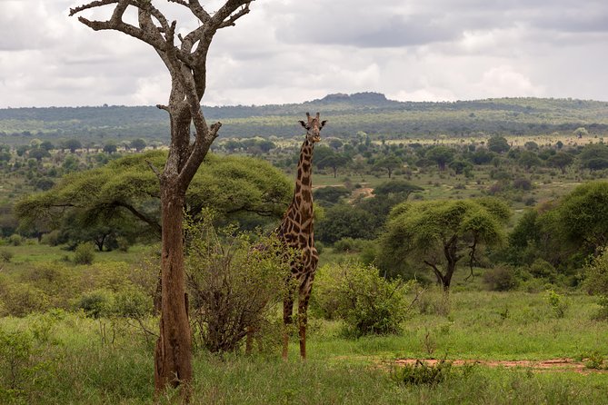 3-Day Tanzania Safari - Tarangire and Ngorongoro Crater - Accommodation and Meals