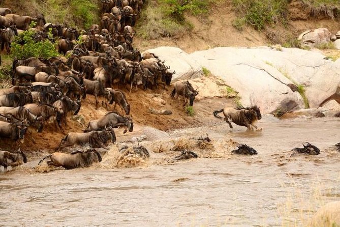 3 Days Adventurous Maasai Mara Budget Group Safari - Transportation and Viewing