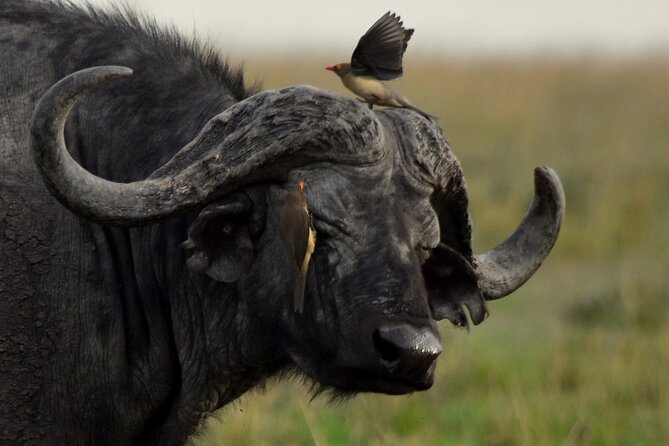 3 Days Masai Mara Camping Safari - Pickup and Dropoff