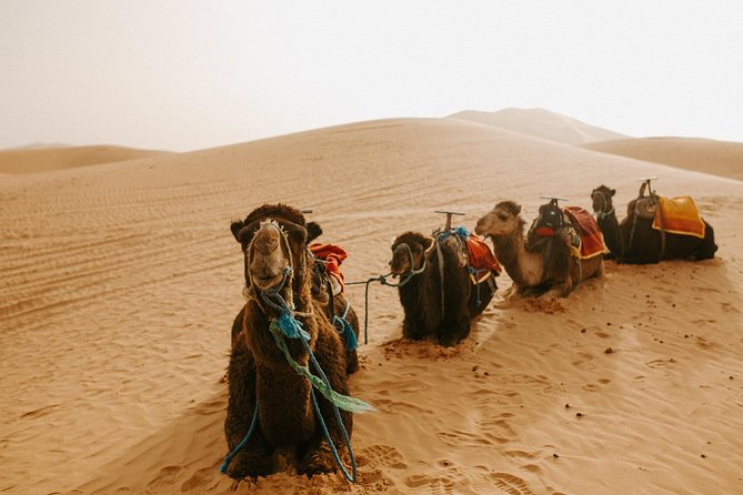 3-Days Private Guided Desert Tour From Fez to Marrakech - Luxury Desert Camp Experience