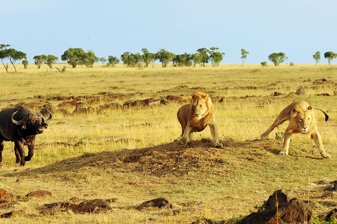 3 Days Safari Serengeti & Ngorongoro Crater - Serengeti National Park