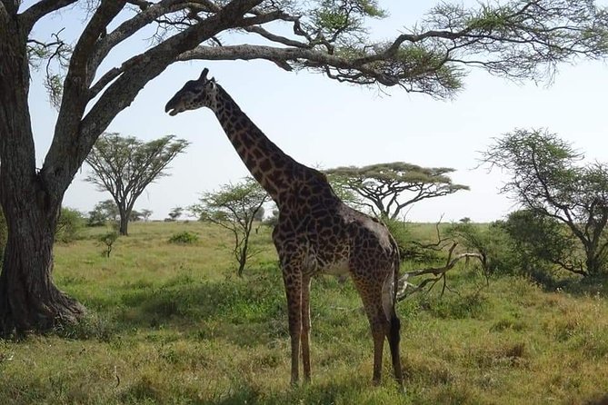 3 Days Tarangire, Lake Manyara and Ngorongoro - Safari Highlights