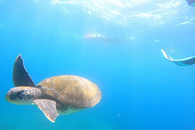 3 Hour Kayak and Snorkeling Experience in Tenerife - Customer Reviews