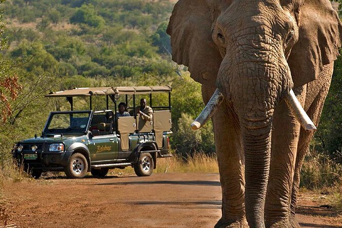 3-Hour Scheduled Safari Game Drive in Pilanesberg National Park - Traveler Information