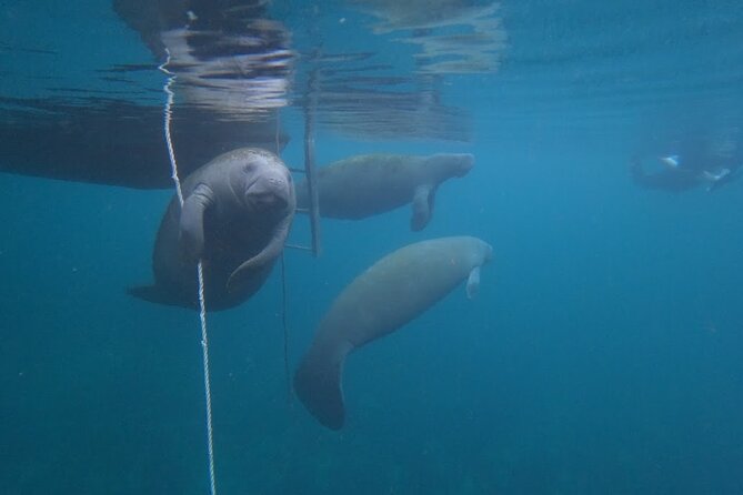 3-Hour Small Group All-Inclusive Manatee Swim With Photo Package - Meeting and Pickup