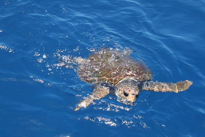 3-Hours Shared Tour to Accessible Boat En Canary Island - Accessibility Features