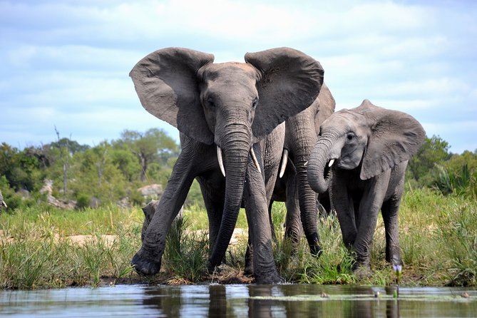 4-Day Kruger National Park Safari From Johannesburg - Included Amenities and Services