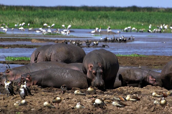 4-Day Manyara Serengeti and Ngorongoro Wonders Budget Safari Tour - Traveler Considerations