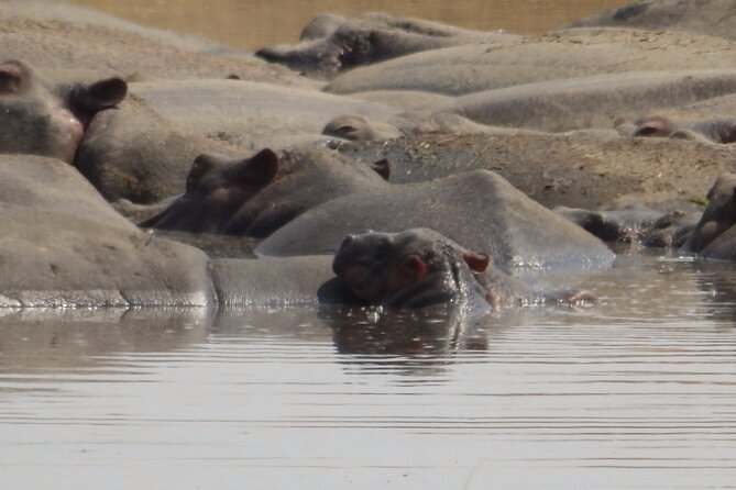 4-Day Safari From Arusha: Tarangire, Serengeti and Ngorongoro - Traveler Requirements and Recommendations