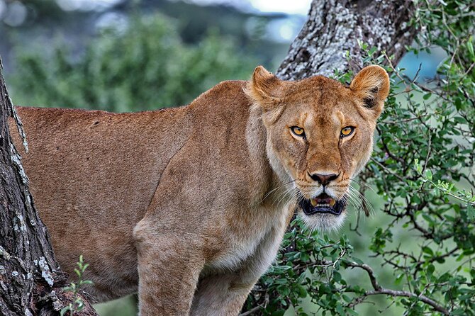 4-Day Small-Group Safari in Tarangire, Ngorongoro and Serengeti - Accommodation and Meals